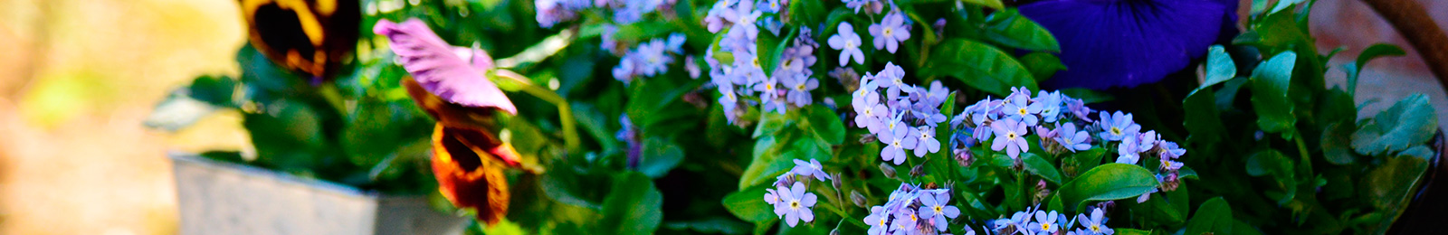 Making Cut Flowers Last Longer