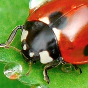 Pests: Prevention Methods