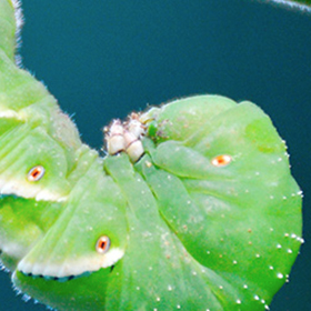 Tomatoes: Common Pests and Disease