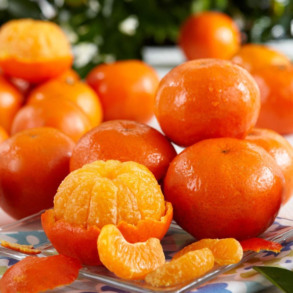 Tangerines and Winter Oranges