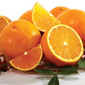 Florida Navel Oranges