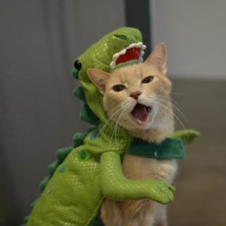 DEMO PRODUCT Kitteh Dernerser Costume