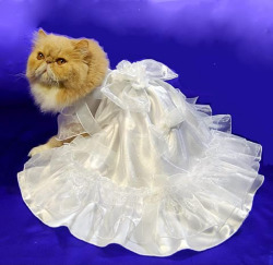 DEMO PRODUCT Kitteh Bridal Gown