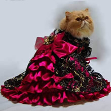 DEMO PRODUCT Kitteh Tango Dress & Tiara