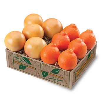 Honeybells & Red Grapefruit  Honeybells & Red Grapefruit