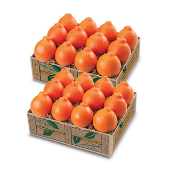 First and Last Honeybells First and Last Honeybells