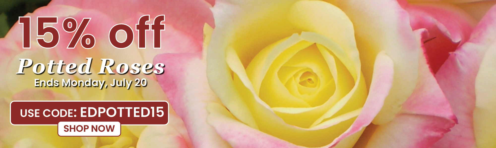 Potted Roses Sale