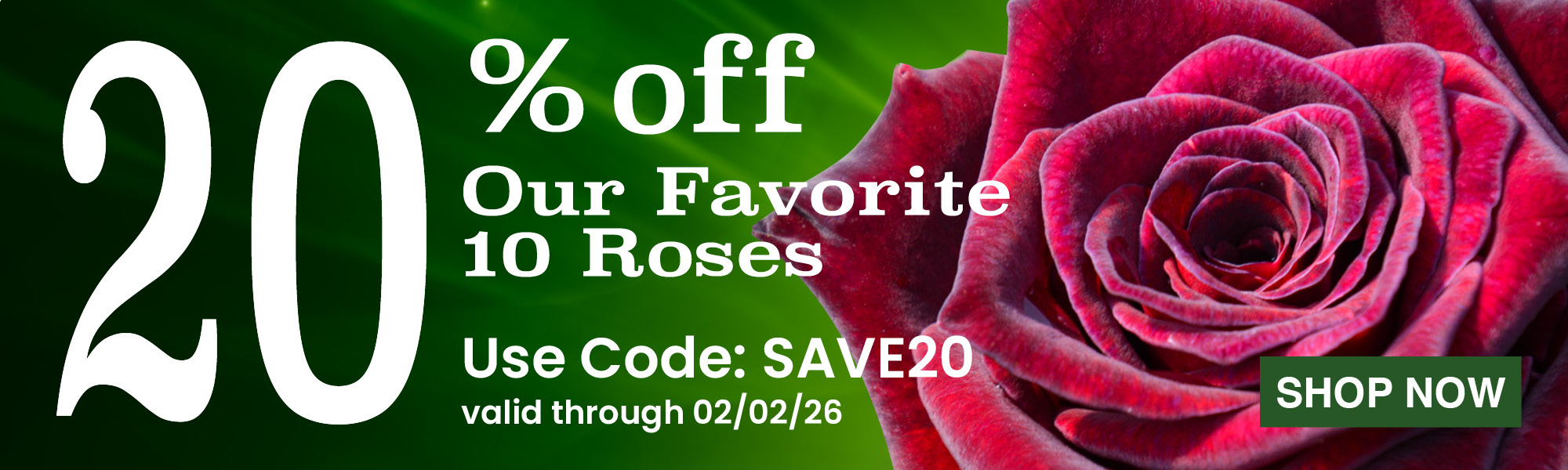Popular Rose Sale