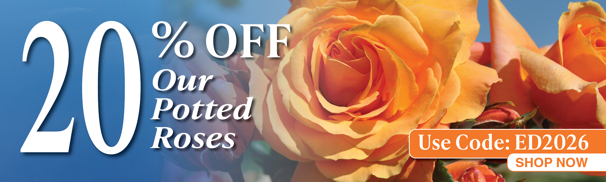 Potted Roses Sale