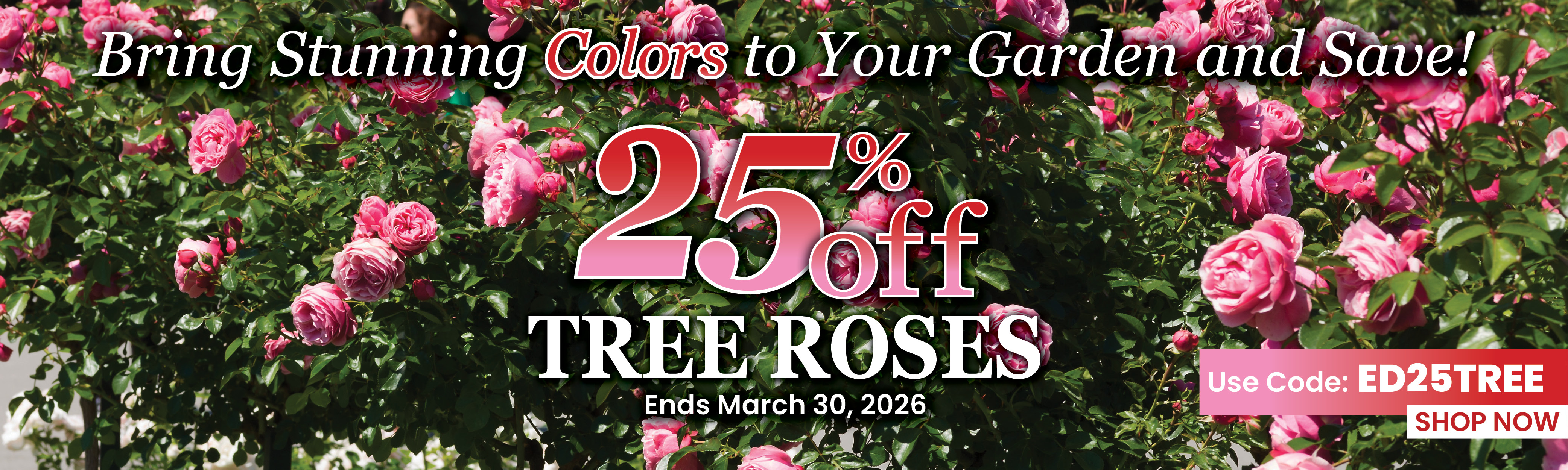 25% Off Tree Roses