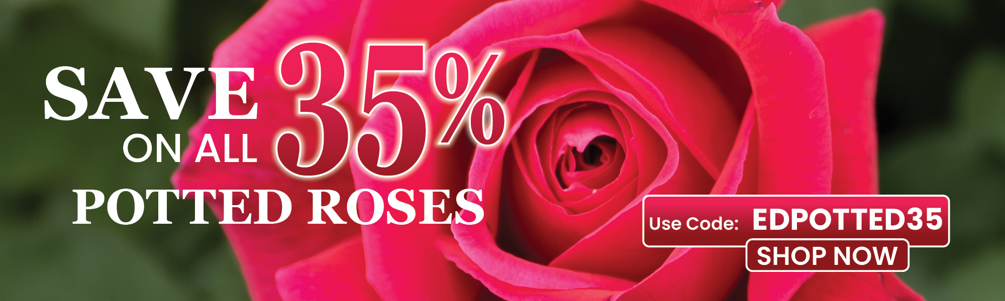 Potted Roses Sale