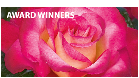 Award Winning Roses