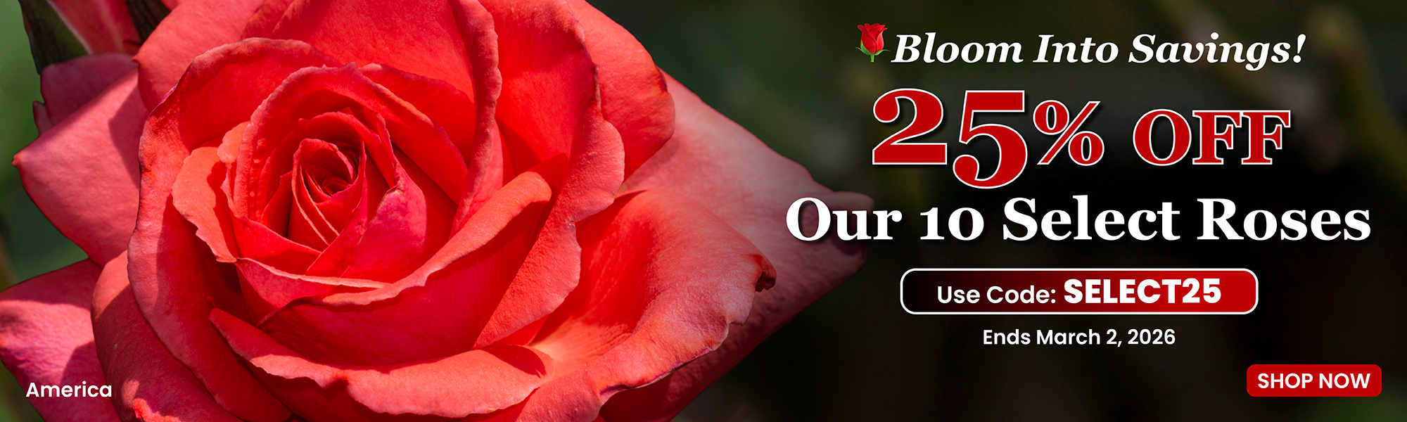 25% Off Select Roses