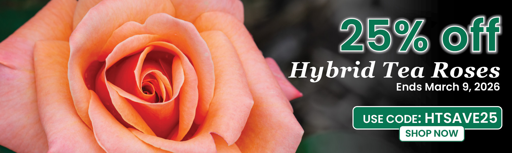 25% Off Hybrid Tea Roses with code HTSAVE25