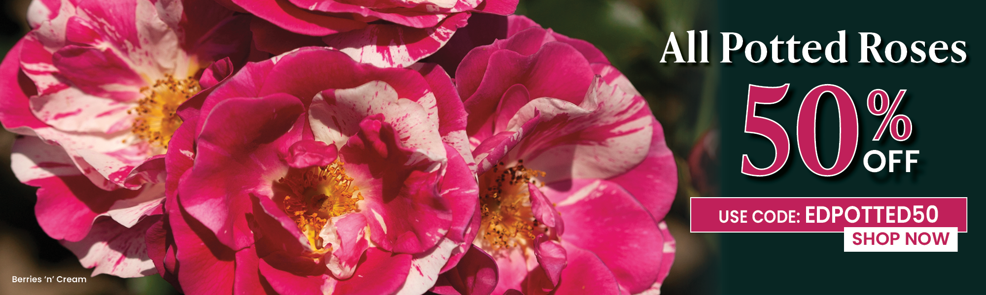 Potted Roses Sale