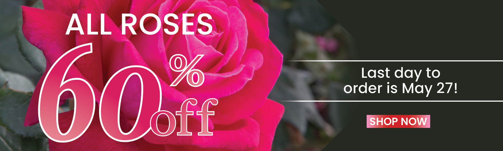 60% Off All Rose Sale