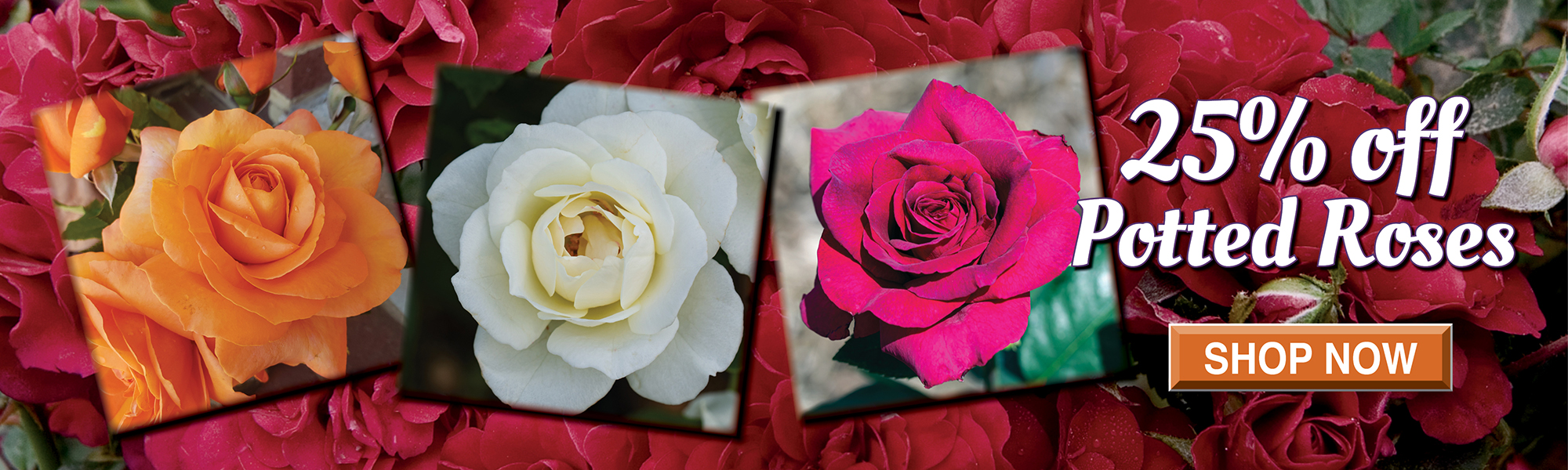 25% Off Potted Roses
