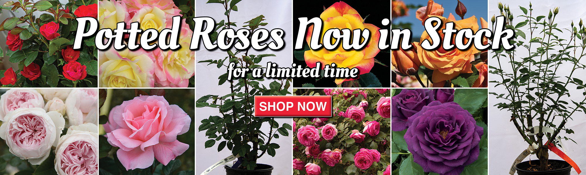 Potted Roses