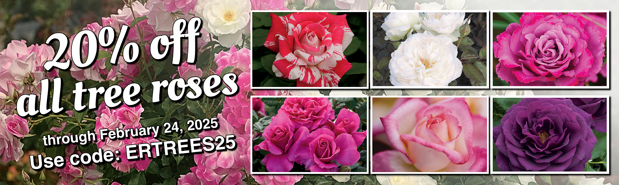 20% Off Tree Roses