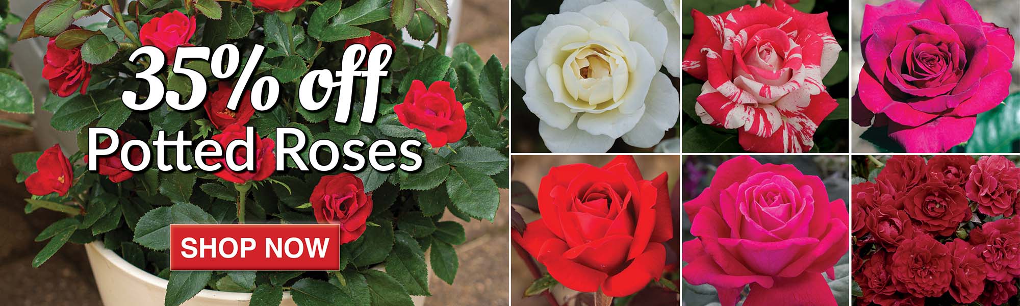 35% Off Potted Roses
