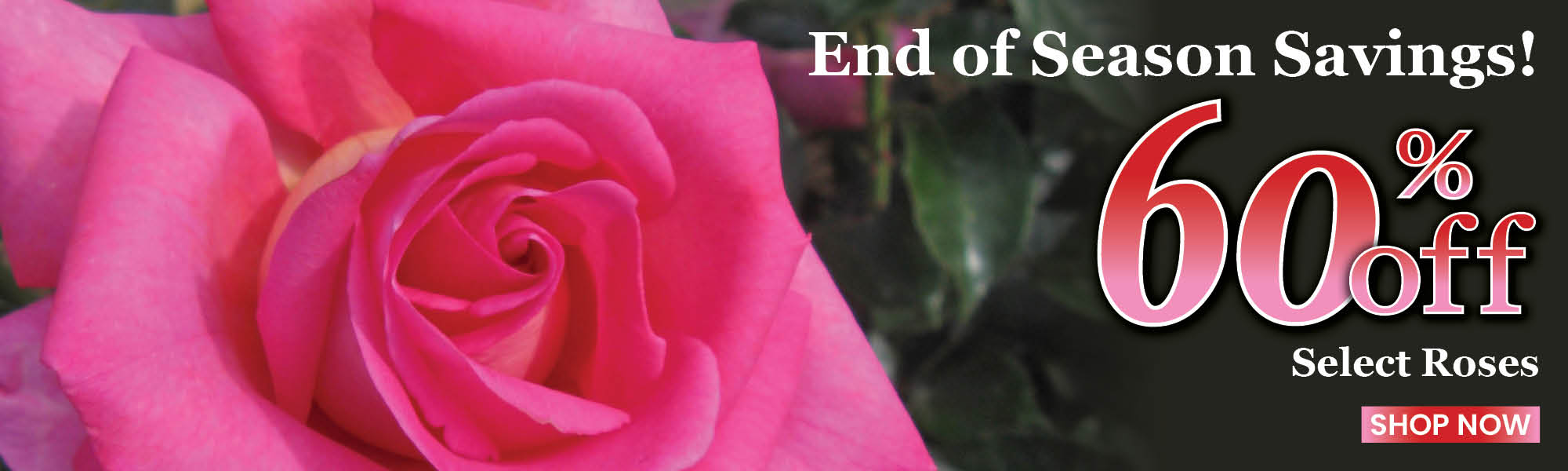 End of Season Rose Sale