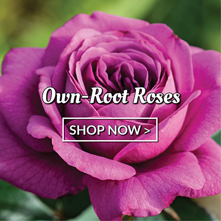 Own-Root Roses