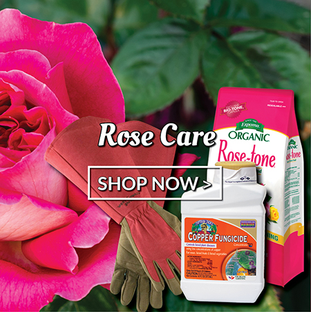 Rose Care