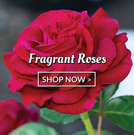 Fragrant Roses