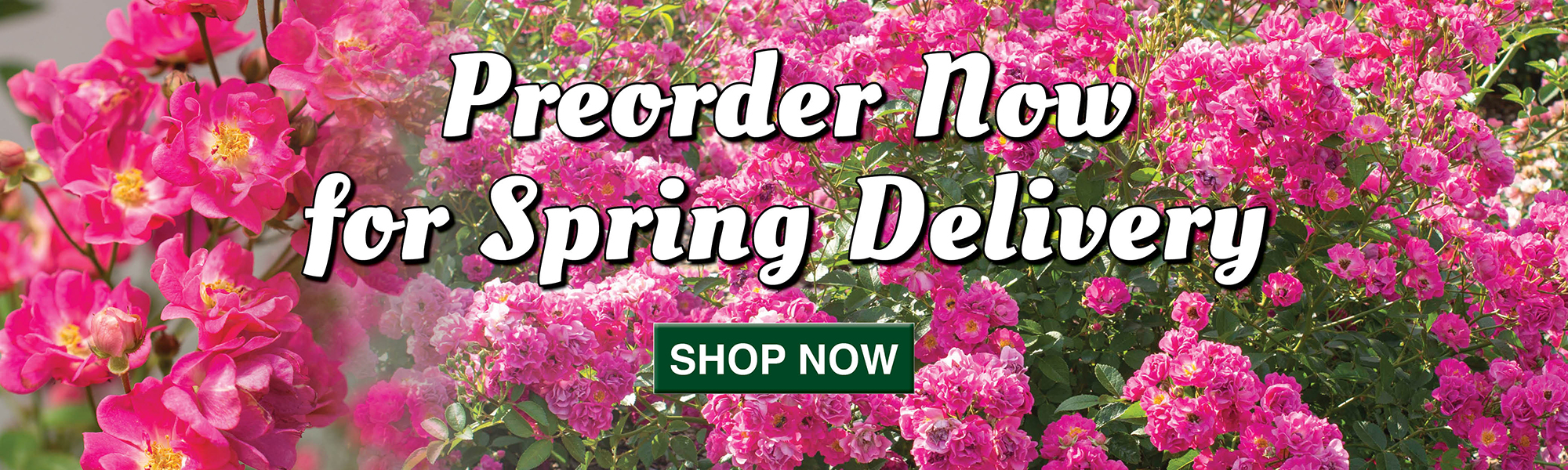 Preorder New 2026 Offerings