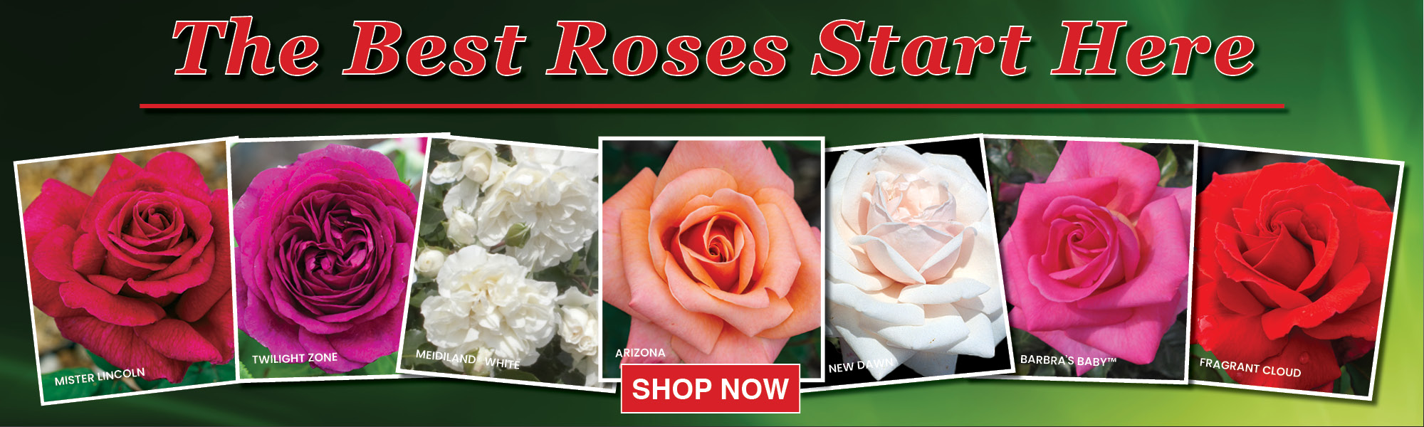 The Best Roses Start Here