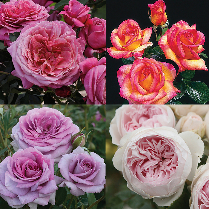 Fragrant Floribundas Rose Collection