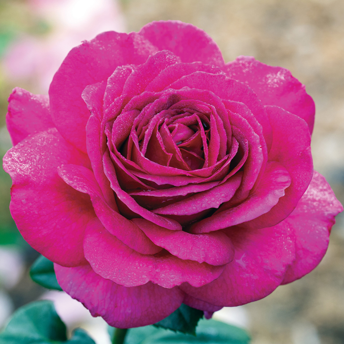 Big Purple Hybrid Tea Rose