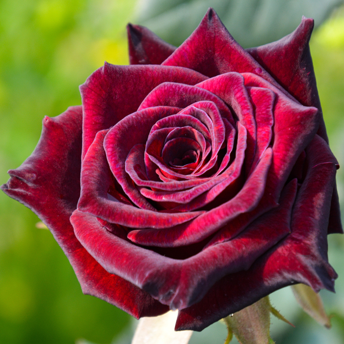 Black Baccara™ Hybrid Tea Rose