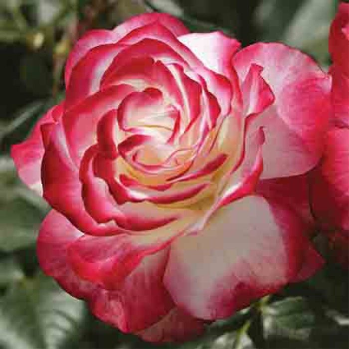 Cherry Parfait™ Grandiflora Rose