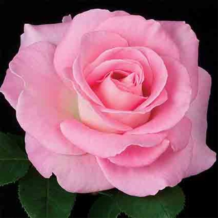 Falling In Love™ Hybrid Tea Rose Hybrid Tea Roses Edmunds Roses