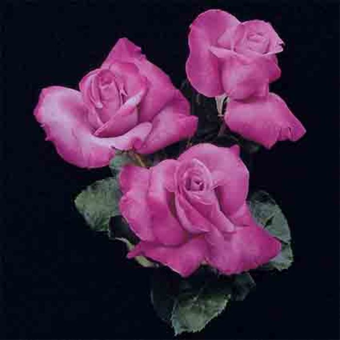 Fragrant Plum Grandiflora Rose