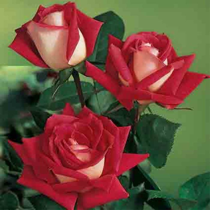 Love™ Grandiflora Rose