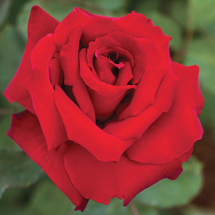 Love's Promise™ Grandiflora Rose