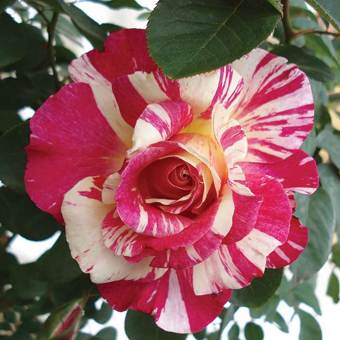 Maurice Utrillo™ Hybrid Tea Rose
