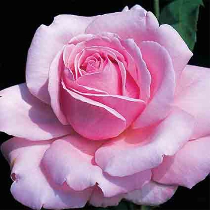 Memorial Day™ Hybrid Tea Rose