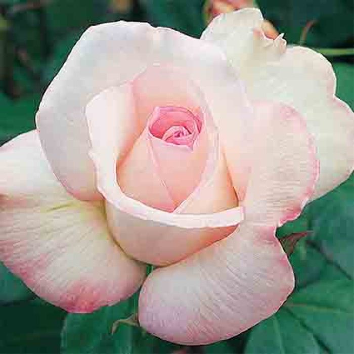 Sheer Bliss Hybrid Tea Rose