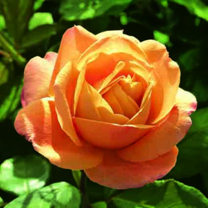 Strike It Rich™ Grandiflora Rose