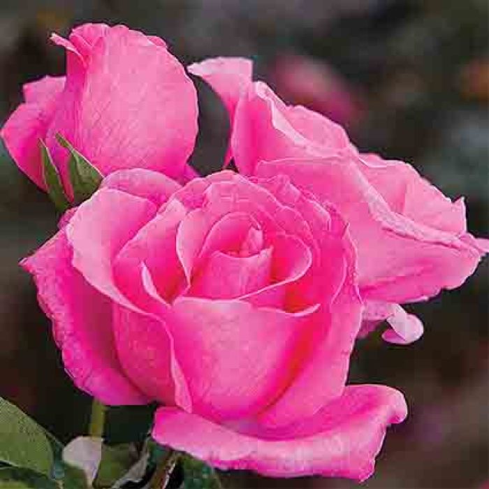 The McCartney Rose® Hybrid Tea Rose