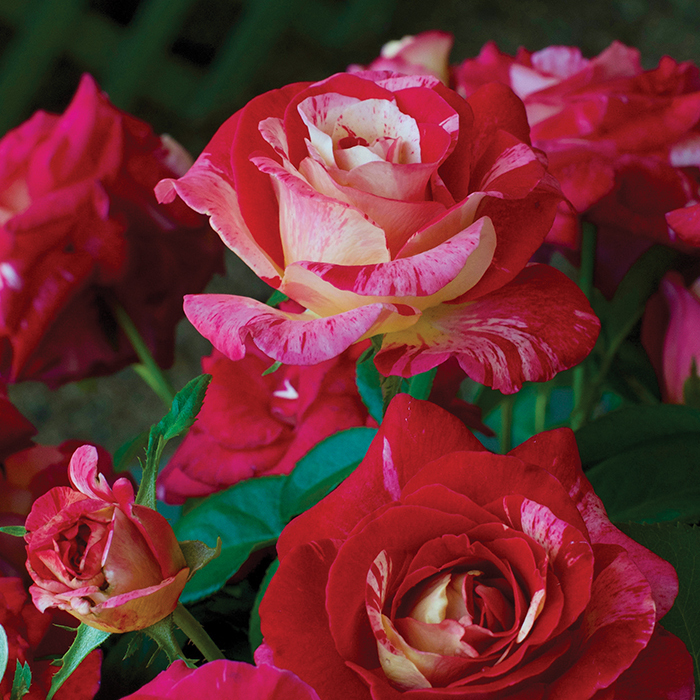 Camille Pissaro™ Floribunda Rose