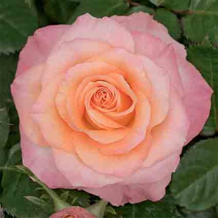Day Breaker™ Floribunda Rose