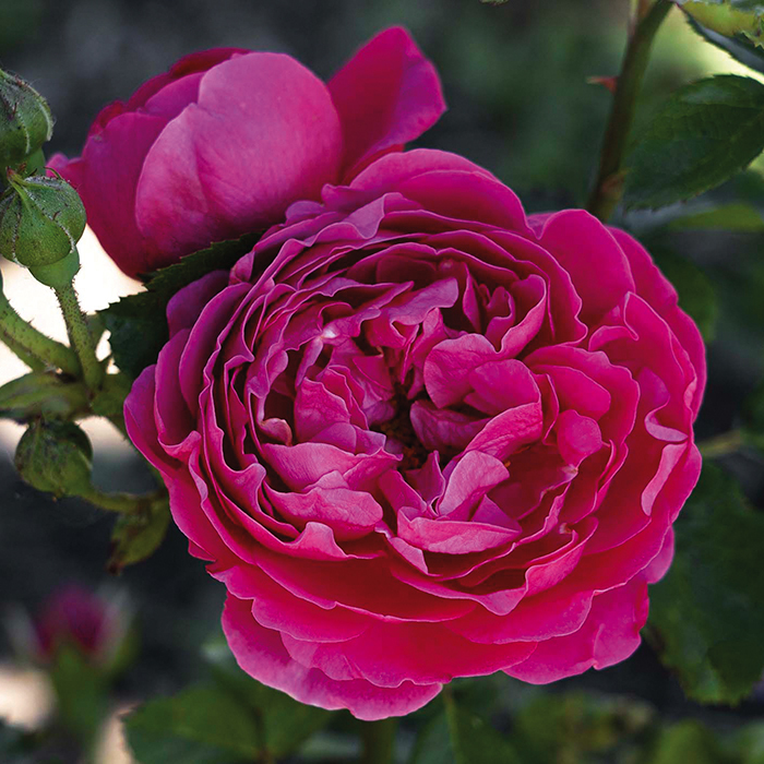 Powerpuff™ Pink Floribunda Rose