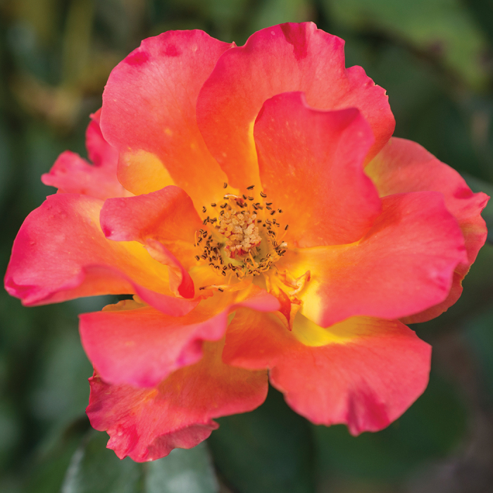 Sunset Horizon™ Floribunda Rose