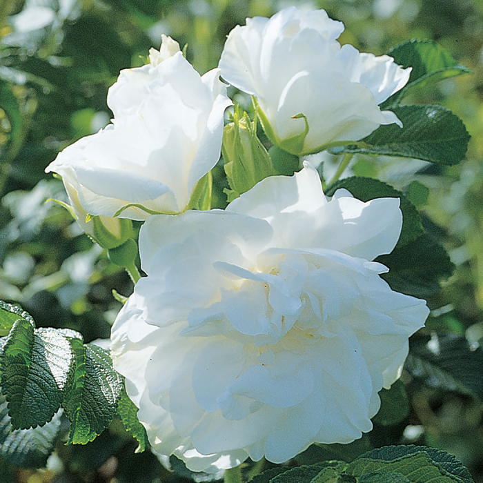 Blanc Double de Coubert Antique Rugosa Rose
