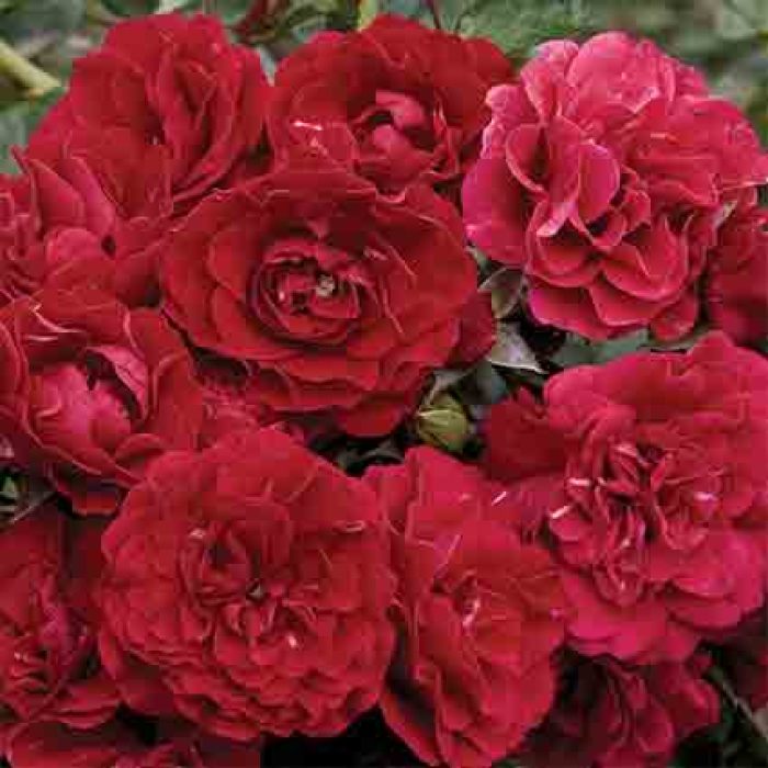 Fire Meidiland® Groundcover Rose