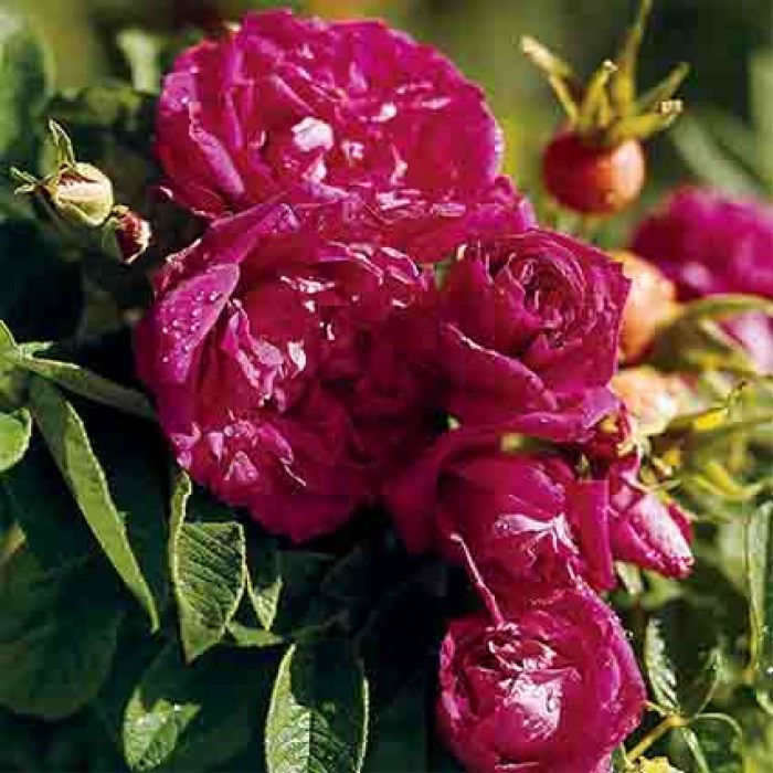 Hansa Antique Rugosa Rose